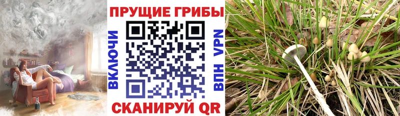 цена   Новопавловск  Галлюциногенные грибы Magic Shrooms 